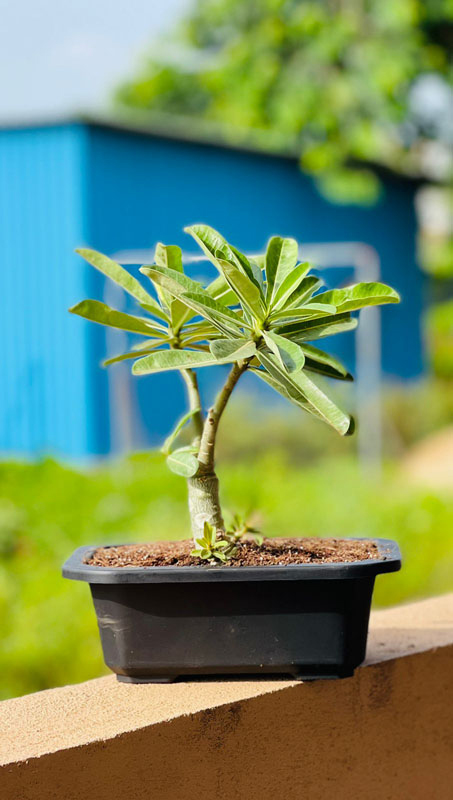 Exotic Planters