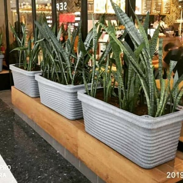 Exotic Planters